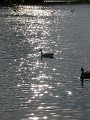 Geese